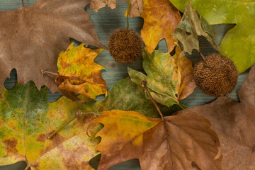 Autumn leaves over wooden background with copy space