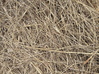dry grass