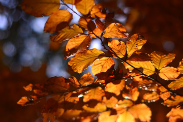 Beautiful autumn forest