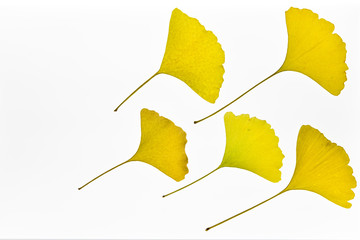 Close up of ginkgo biloba leaves isolated on white background