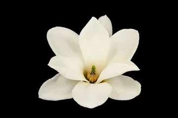 Fotobehang White magnolia isolated on black background © Artaporn Puthikampol