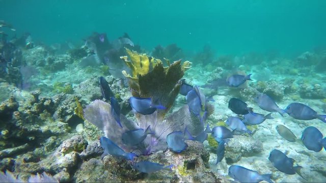 School Of Blue Tangs On Coral Reef, Waterlemon Cay, St John