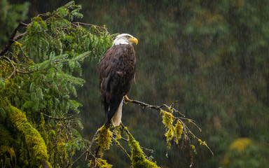 Bald Eagle in the Rain