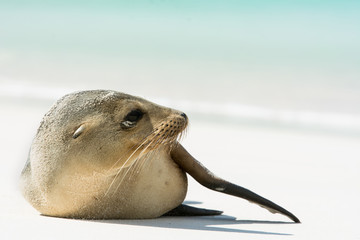 Relaxing sea lion on a beach