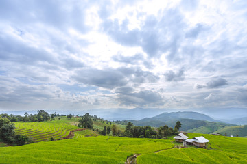 Fototapeta na wymiar Nature green Terraced Rice Field of Rainy Season, a major tourist attraction in Pa Pong Pieng, Mae Chaem, Chiangmai, Thailand