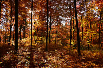 Beautiful autumn forest