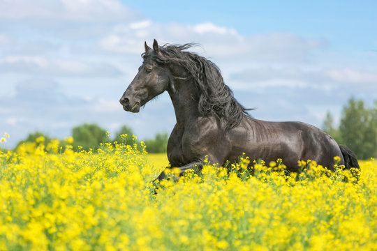 Beautiful friesian stallion running on the yellow meadow.