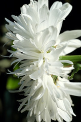 Fototapeta premium macro de marguerite