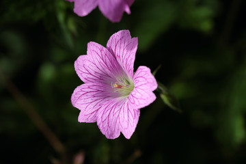 Fototapeta premium Géranium