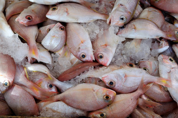 Fresh sea fish on ice