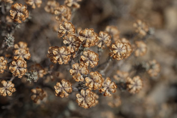 Fleurs de thym sauvage séchées