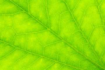 Leaf texture or leaf background for design. Abstract green leaf.