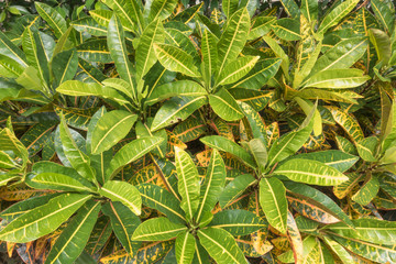 Codiaeum variegatium (L.) Blume on nature background.