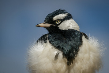 Pied Magpie