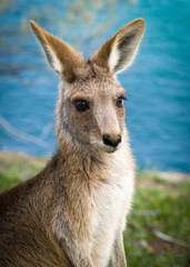 Kangaroo