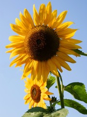pretty sunflowers in a garden