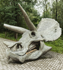 Fototapeta premium Triceratops dinosaur skull.