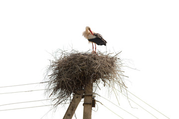 nest with a stork © Maslov Dmitry