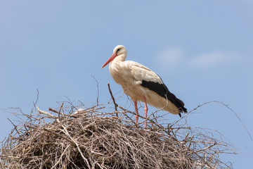 storks in the nest