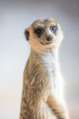 Fototapeta premium meercat