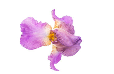 iris flower