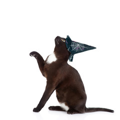 playful black cat with hat for halloween. isolated on white 