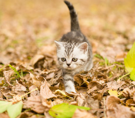 Tabby kitten walking in autumn park © Ermolaev Alexandr