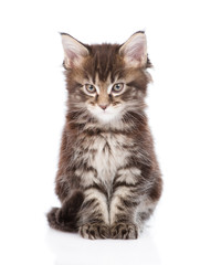 small maine coon cat looking at camera. isolated on white backgr