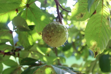 Kastanie am Baum
