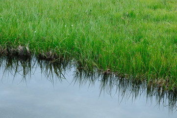 green grass