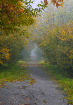 foggy morning  park sidewalk in the autumn
