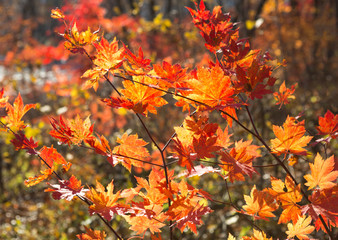  autumn red maple.