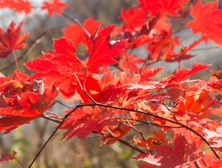 Autumn maple