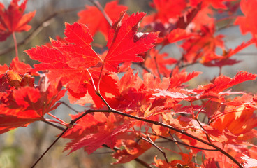 Autumn maple