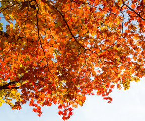 autumn red maple.