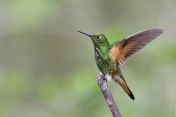 Fototapeta na wymiar Hummingbird outstretched wing
