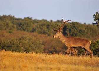 A adult red deer stag.