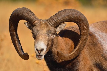 European mouflon in the field.