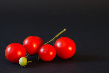 branch of small  tomato closeup on a black background.