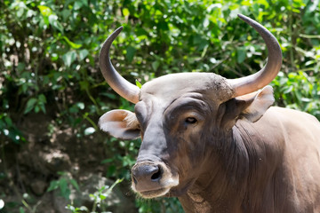 Banteng or Red Bull