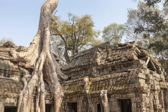 Majestic spung tree roots growing the walls of Ta Prohm temple, Angkor, Cambodia