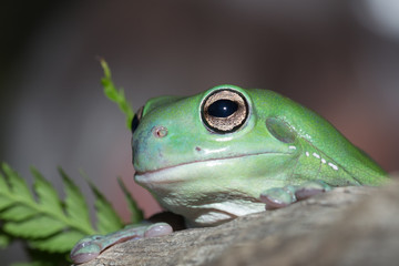 Green Tree Frog Staring at camera