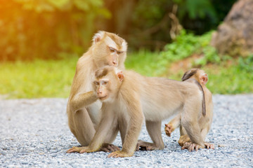 mother and baby monkey with nature background