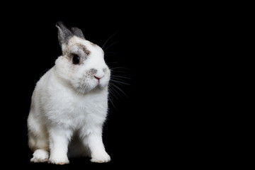 Cute white Netherland Dwarf Rabbit with Black background . copy space for text.