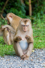 monkey lives in a natural forest of Thailand