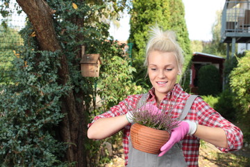 Hübsche blonde Frau im Garten beim Umtopfen von Heidekraut im Herbst
