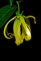 Kananga or Ylang ylang flower with black background