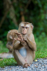 monkey lives in a natural forest of Thailand