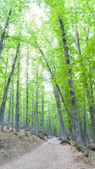 Bosque de castaños en diferentes escenas