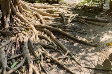 root of tree with shadow and light.